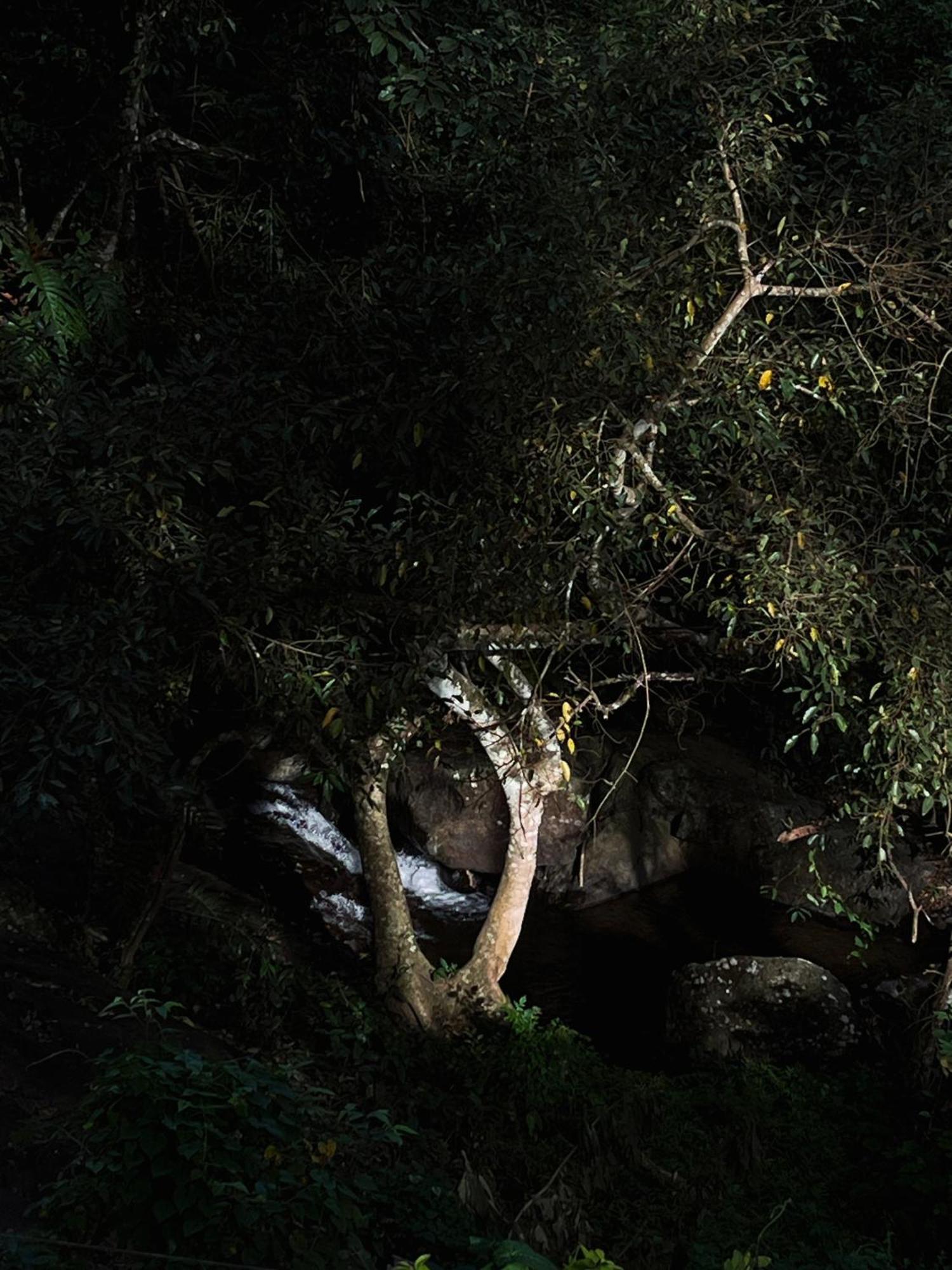 Mahout Resort Wayanad - An Experiential Jungle Stay With Waterfall Kalpetta Esterno foto